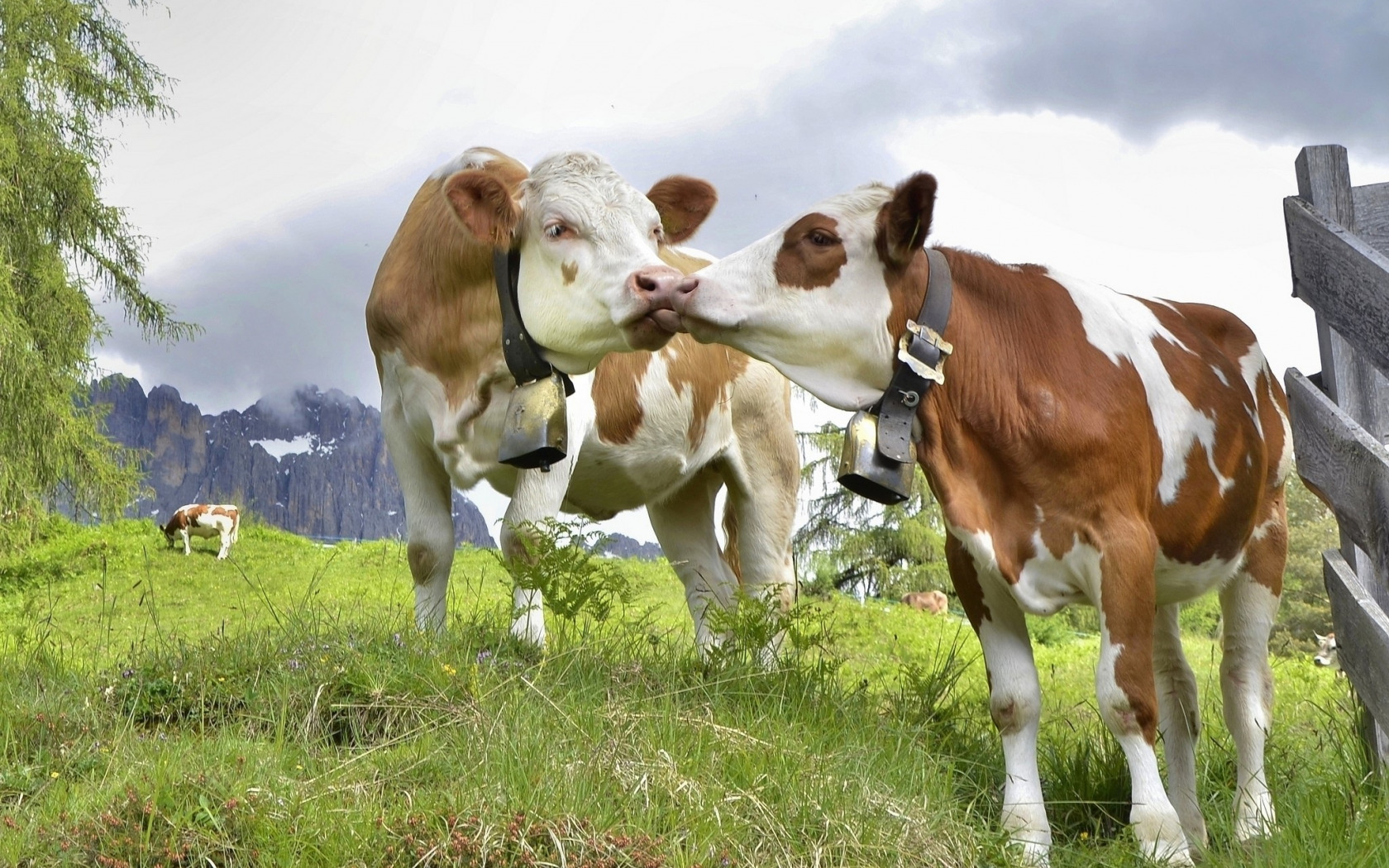 2022-2028年中国生鲜牛肉行业市场竞争态势及未来前景分析报告